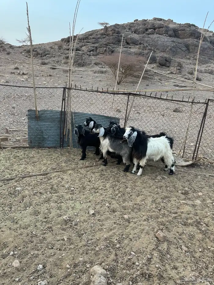 تيوس للبيع 2
