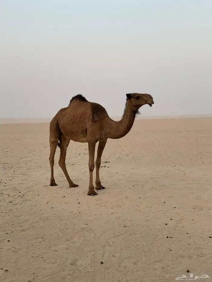 للبيع ابل لقحات 2