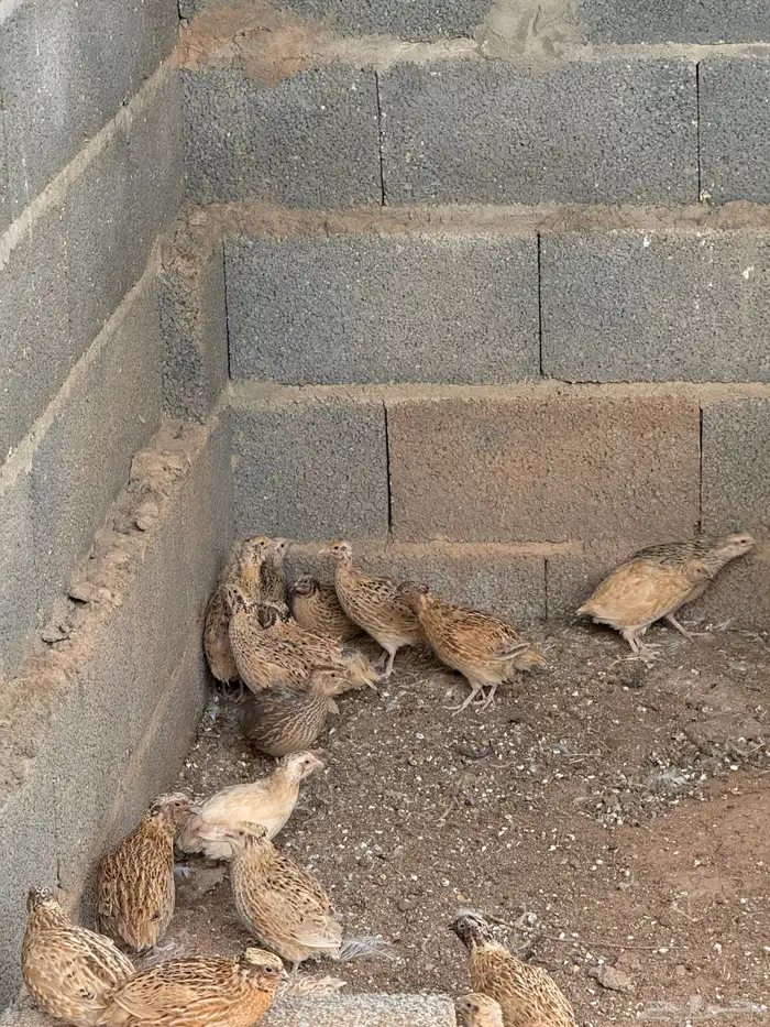 سمان بياض وذبح 2