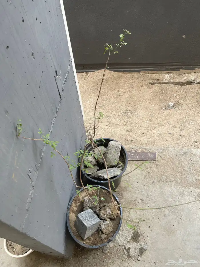 شتلةبشام (بيلسان)او بيشم 7