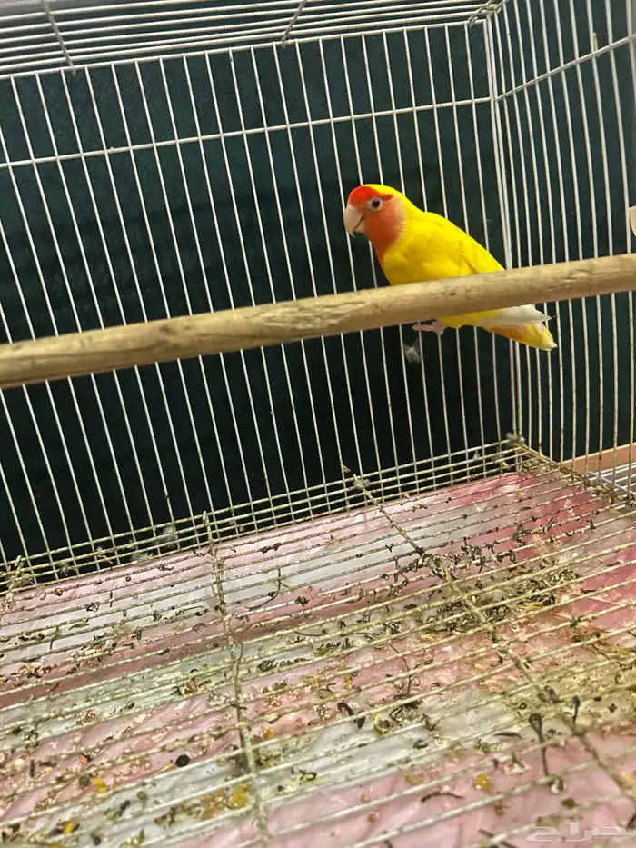 زوج روز محلل ومنتج 3