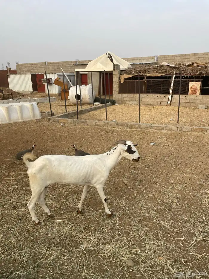 عنز بيشيه للبيع 8
