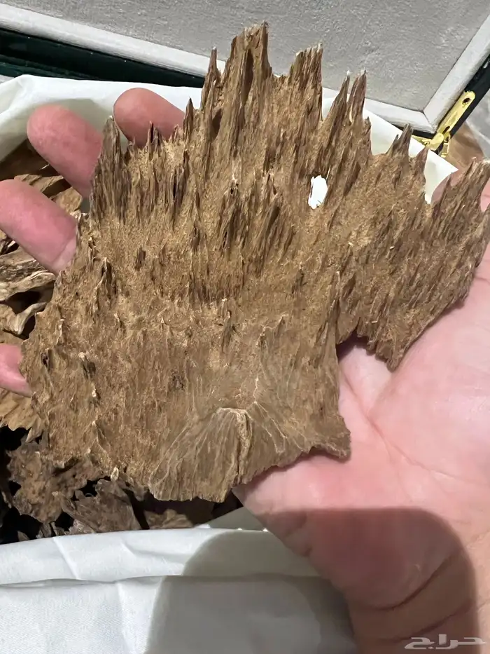 عود كلمنتان غابات مانتران 0