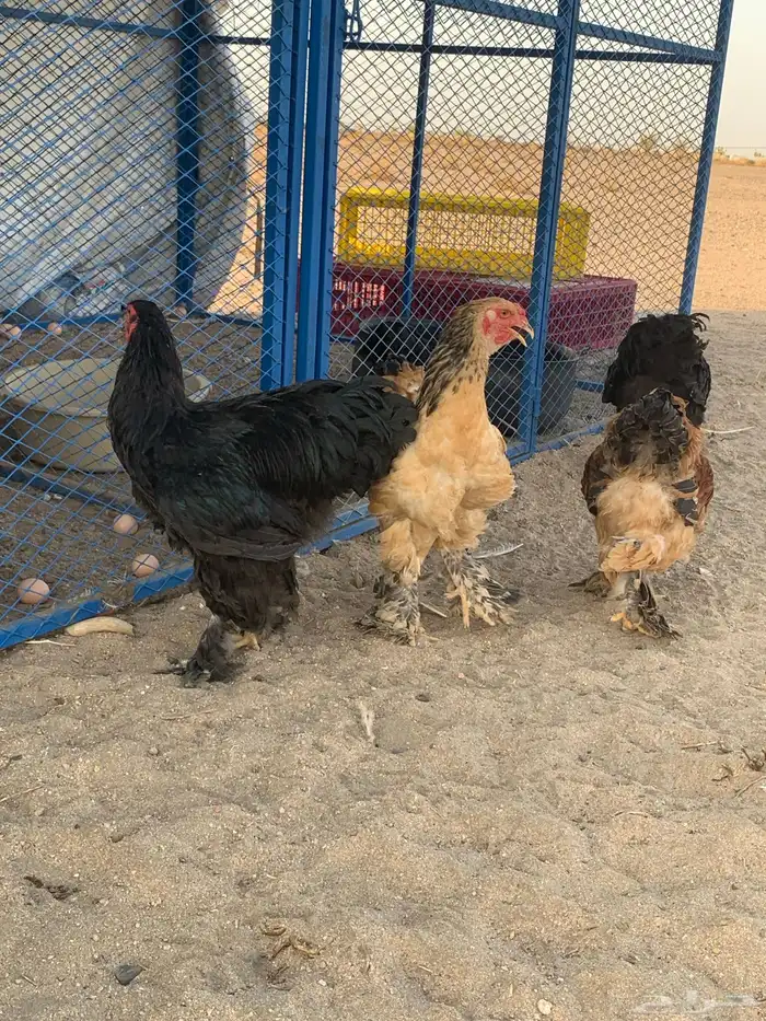 براهما 2