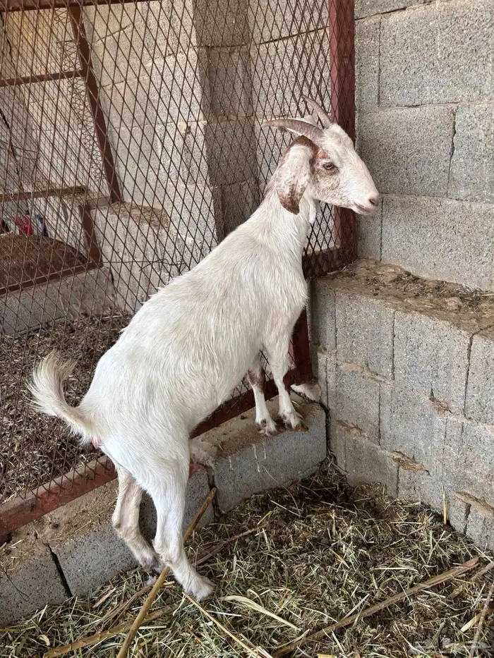 للبيع طقم ماعز السانين 1