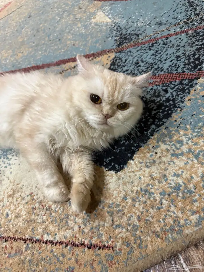 أنثى وذكر للتبني 4