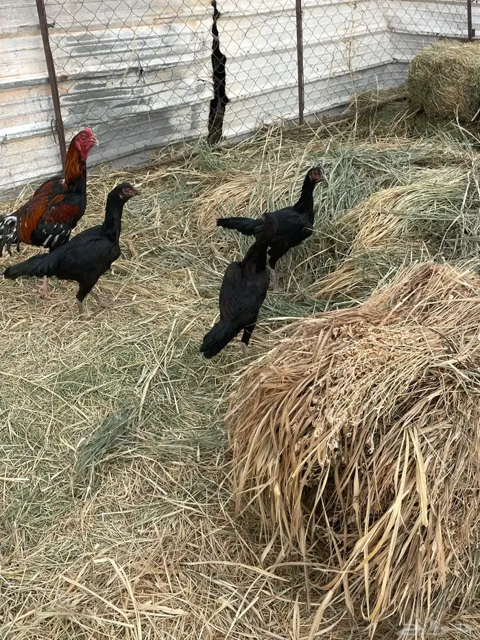 دجاج دجاج باكستاني اصلي 0
