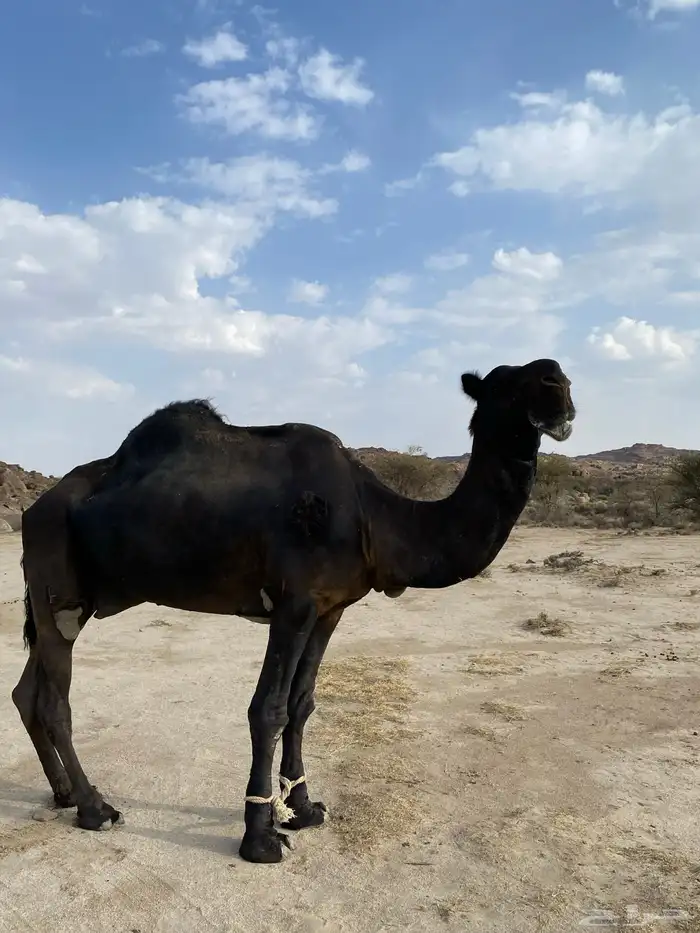 بعير الوافي 2