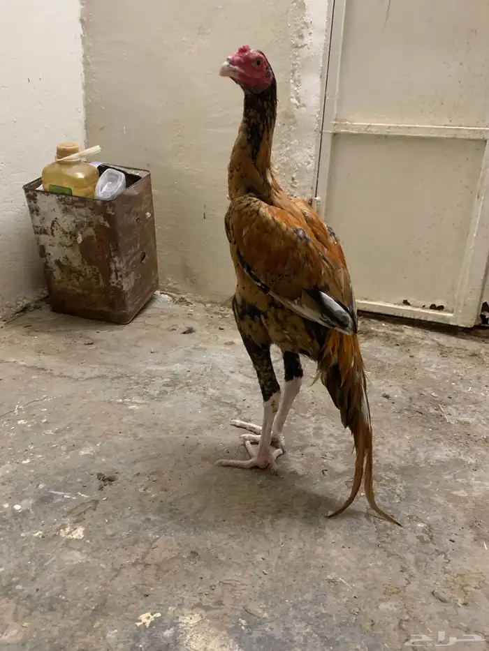 ديك سندي بيور 3