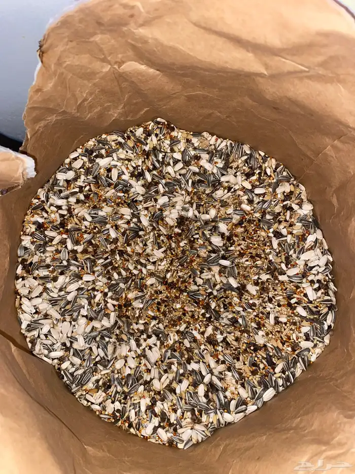 25 طير كروان هولندي للبيع 10