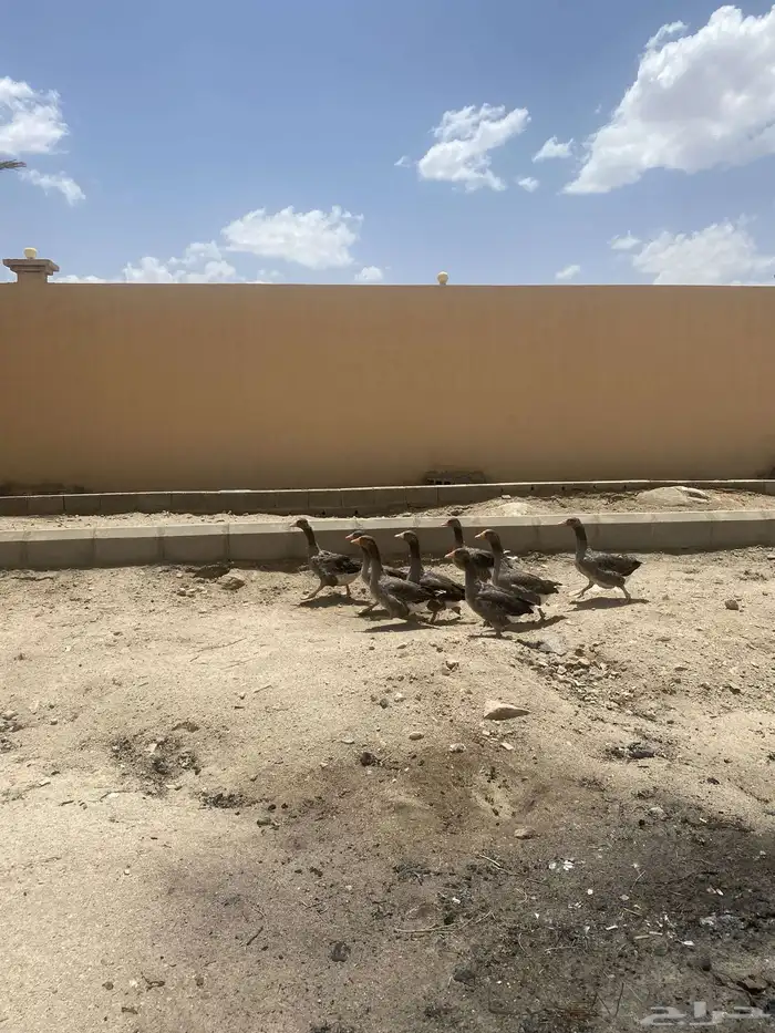 وز للبيع 2