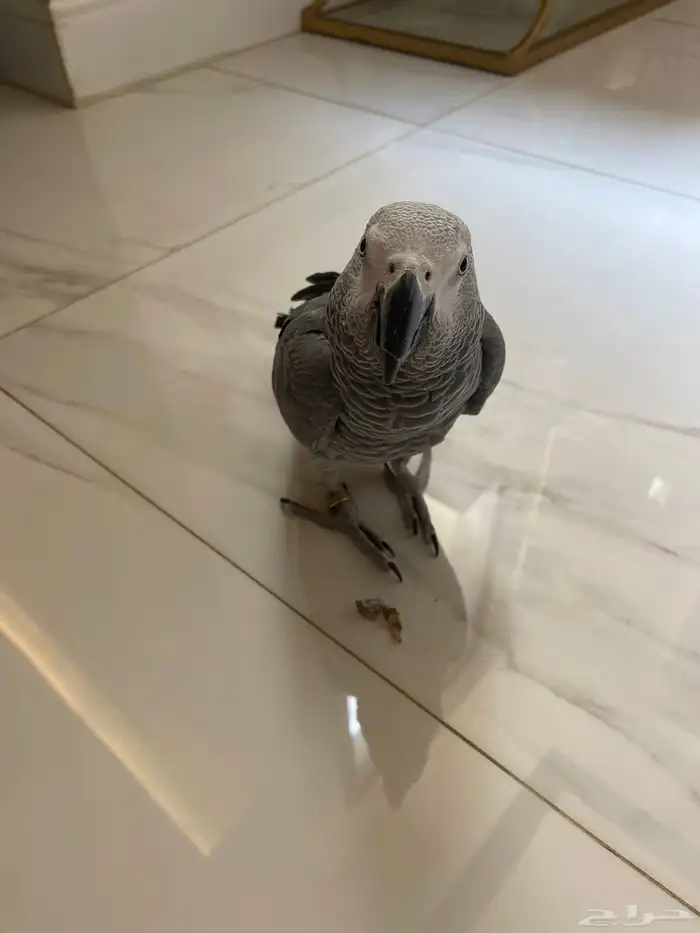 للبيع طير ببغاء كاسكو يتكلم ويحفظ كلمات 2