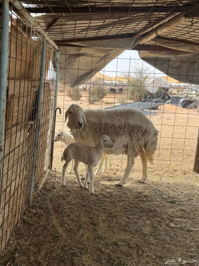 شاه متاومه 3