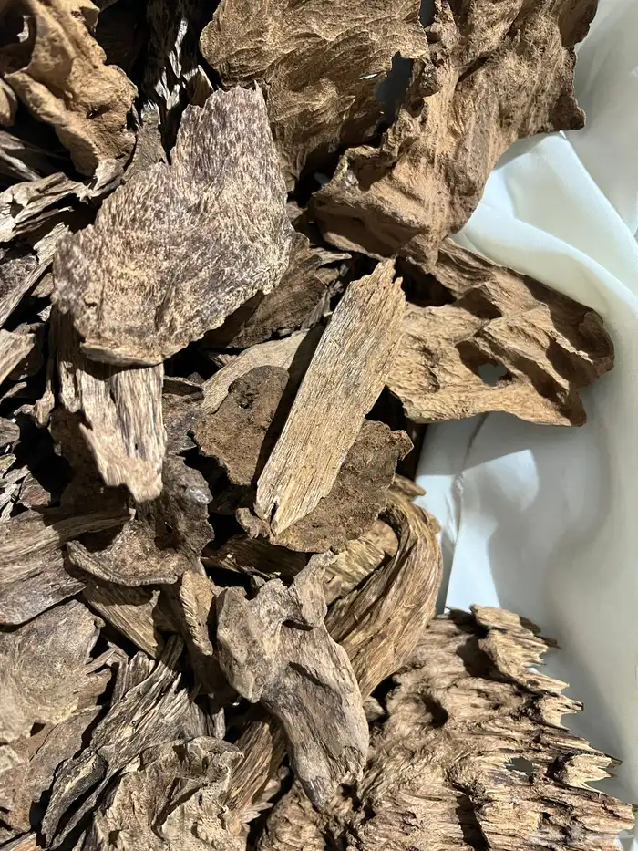 عود كلمنتان غابات مانتران 6