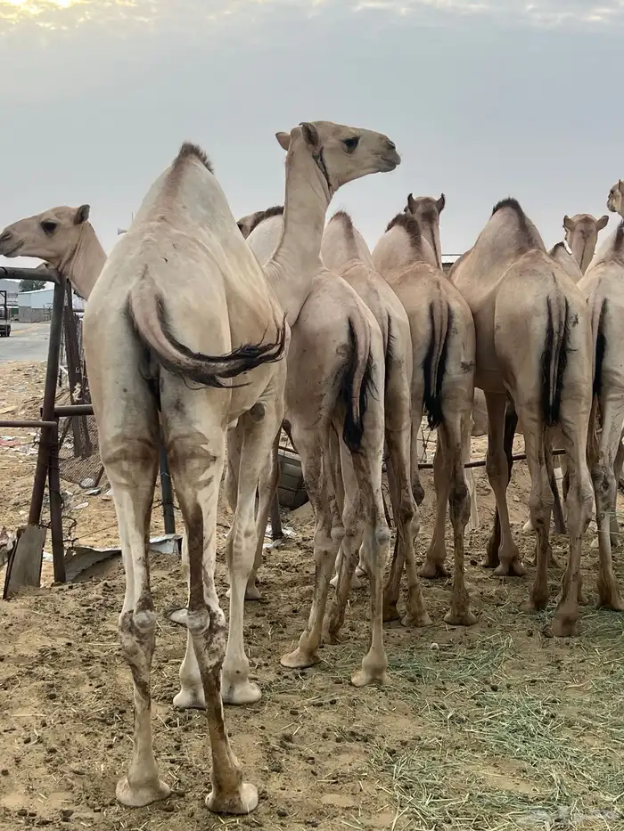 قعدان مفاريد كفو للبيع التواصل 0