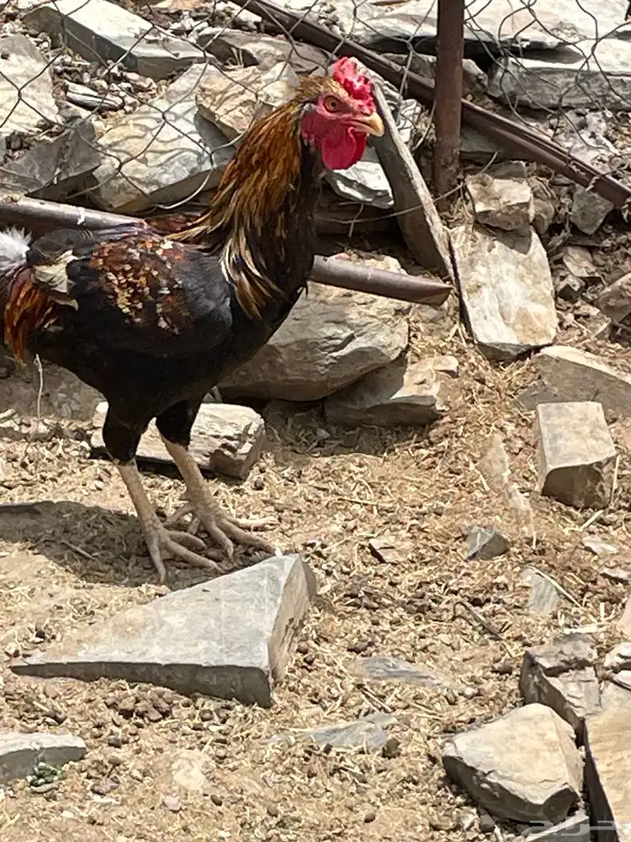 ديوك بلدي 0