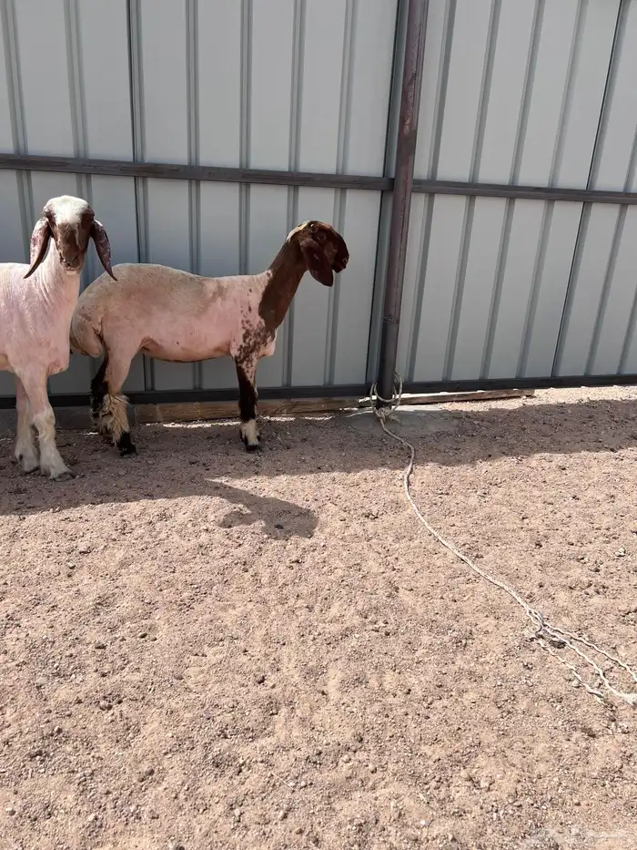 جذعه مقنوي 1