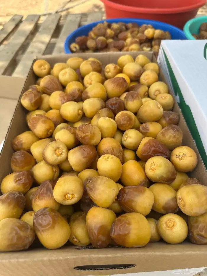 تمر سكري فاخر 4