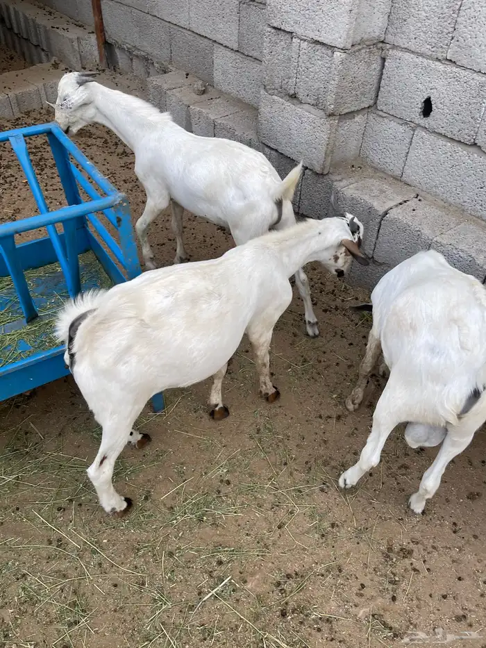 تيوس بيشيات للبيع جملة وتفريز 3