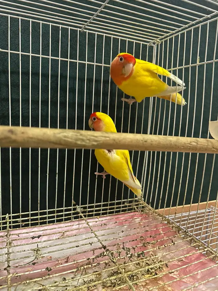 زوج روز محلل ومنتج 2