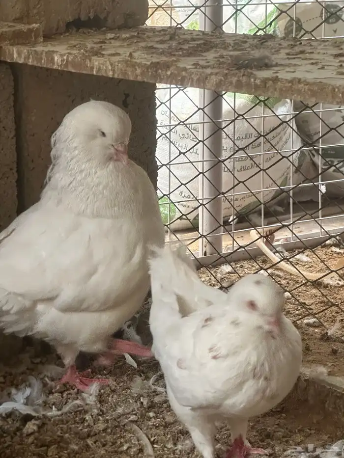 جوز كنق 3