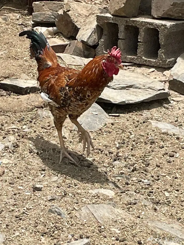 ديوك بلدي 1