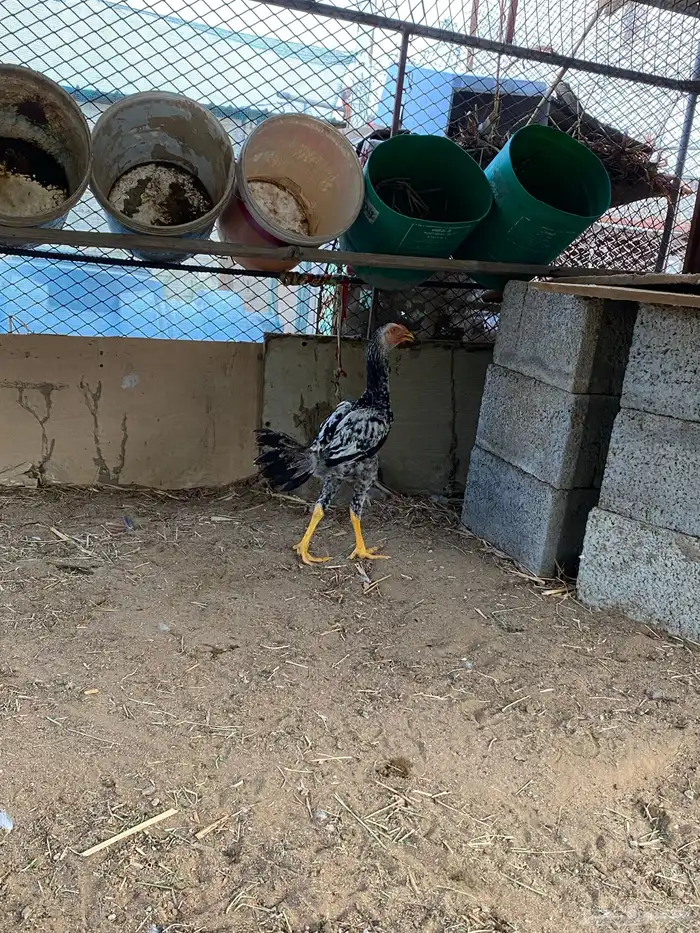 ديك بكستاني 1