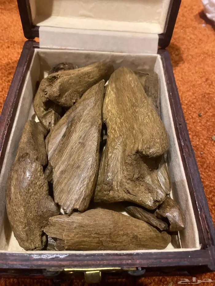 مروكي اصقون تربل وفيه كسر كنق ثمن كيلو اصقون نكهه فخمه 0