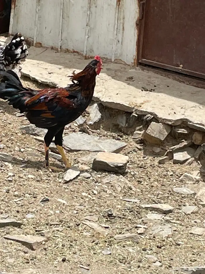 ديوك بلدي 4