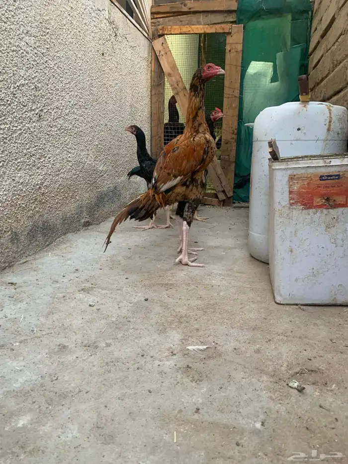 ديك سندي بيور 0