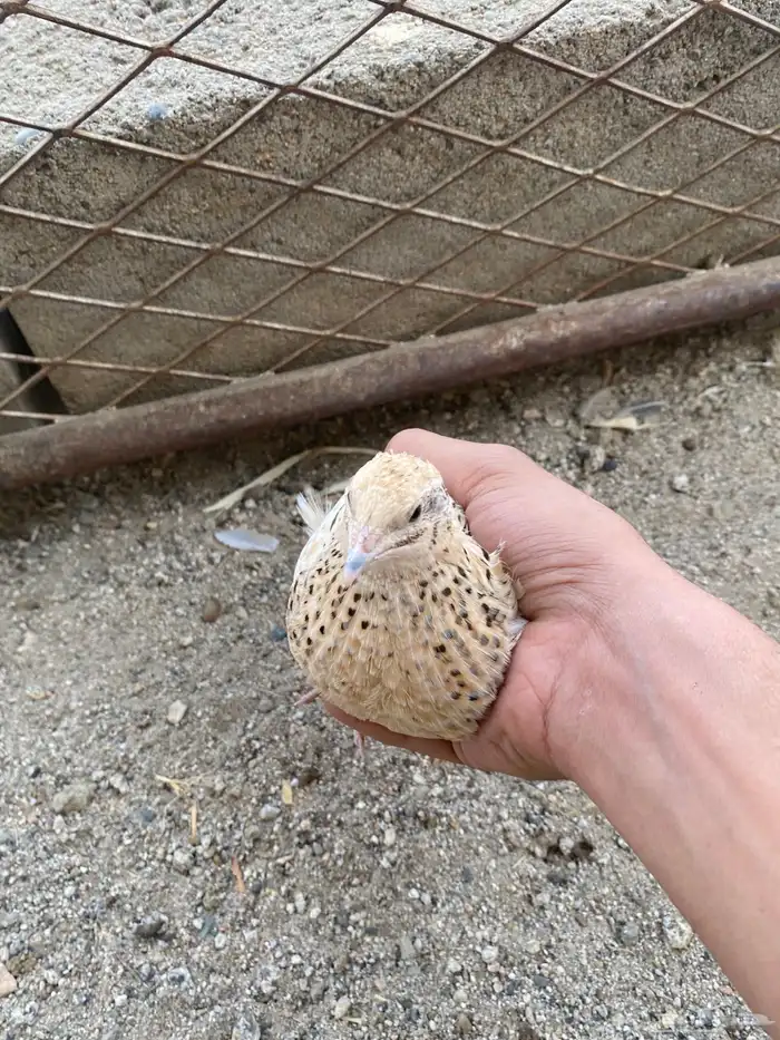 بيض سمان مخصب 100 100 0