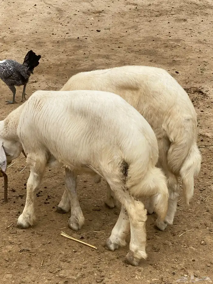 طليان مناسبات فل شحم ولحم 0