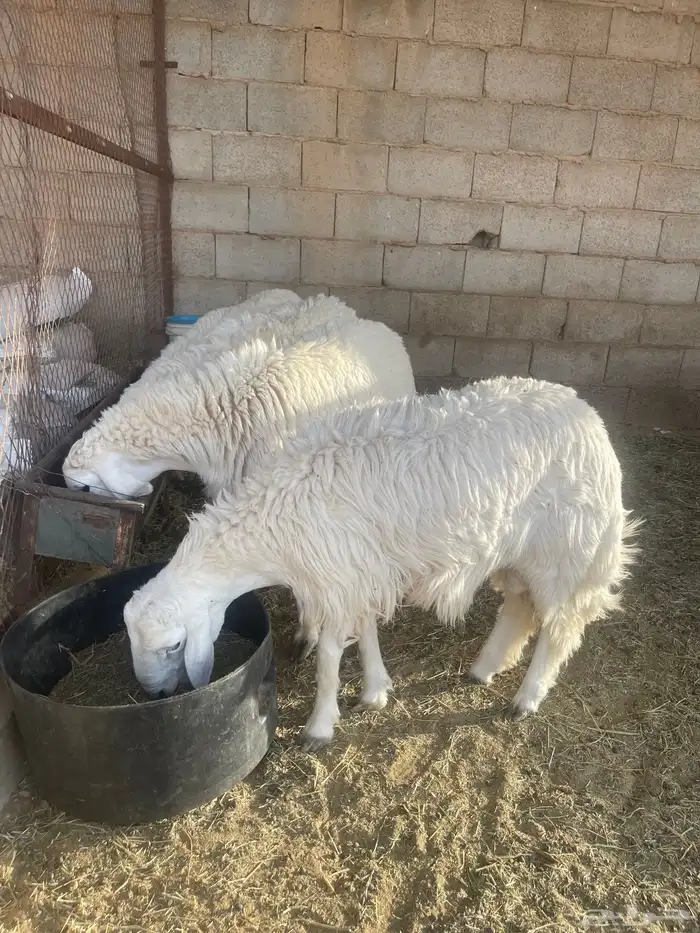 للبيع 4 خرفان طيبات 1