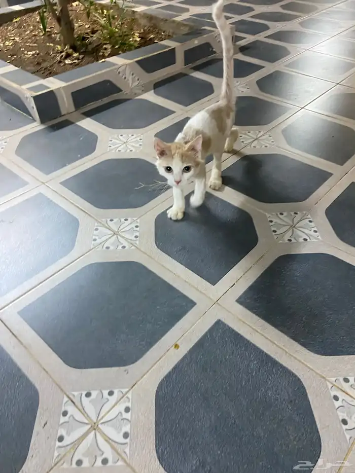 قط للتبني 3
