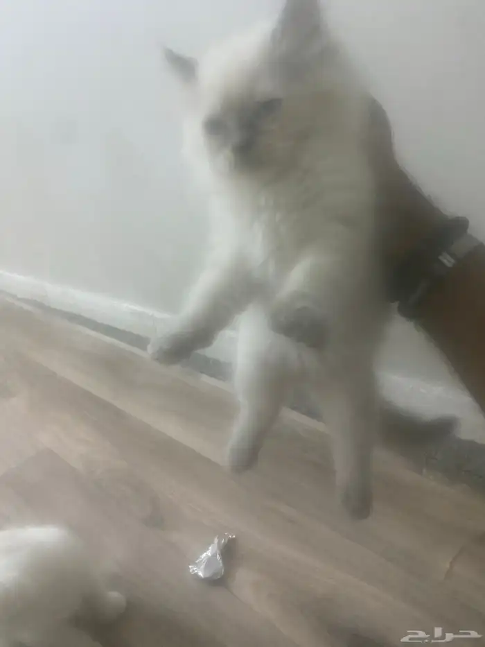 قطه 4