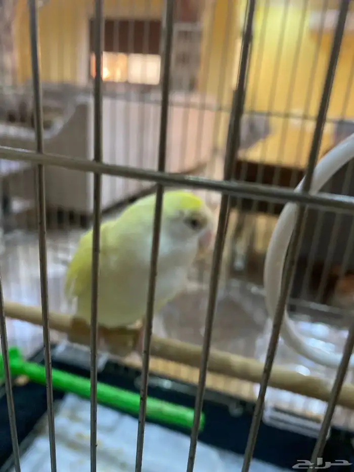 للبيع طير رور شبه اليف 2