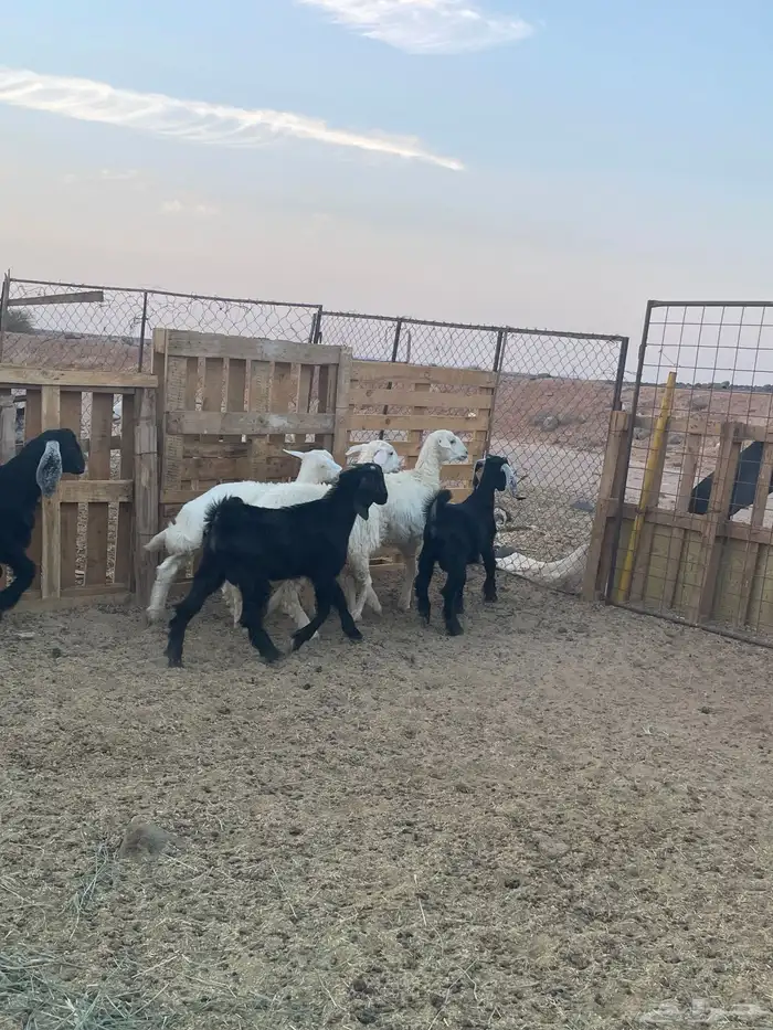 ذبايح طيبه 2