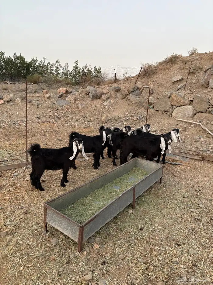 جنوب الطايف 1