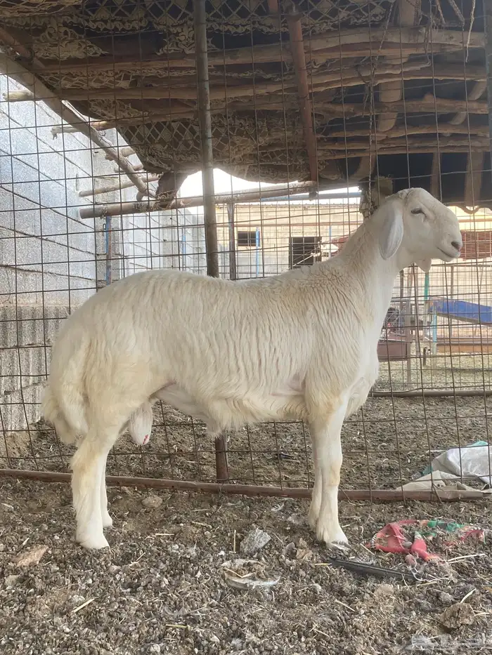 مشروع فحل حري فاخر 1