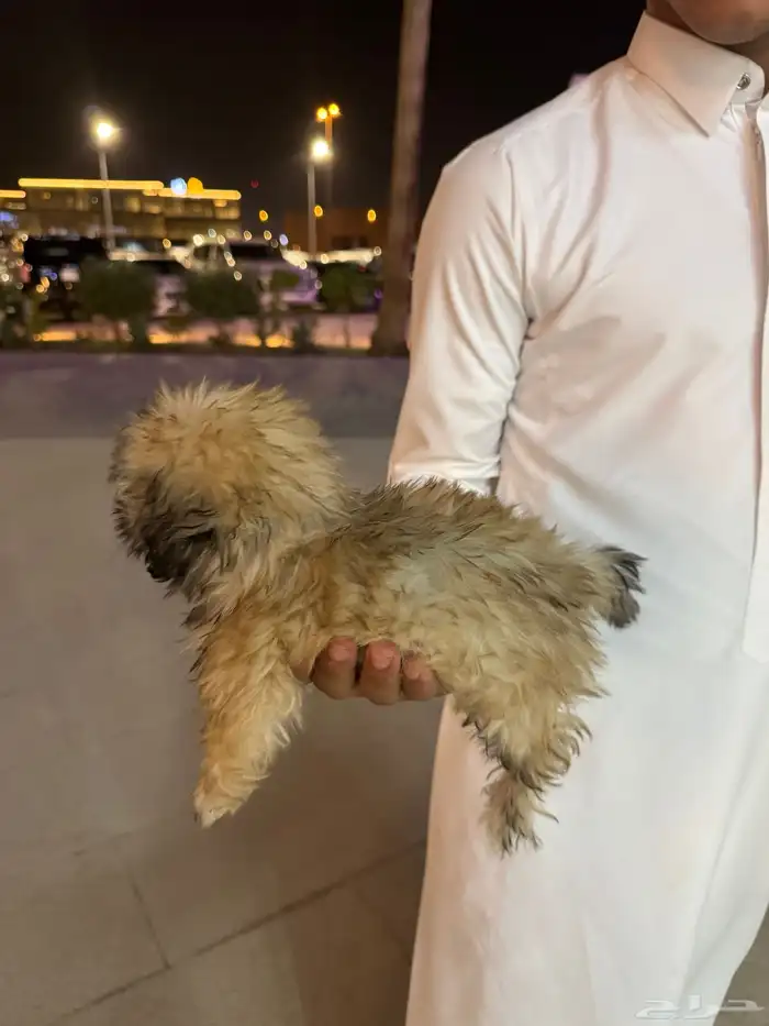 كلب صغير للبيع 1