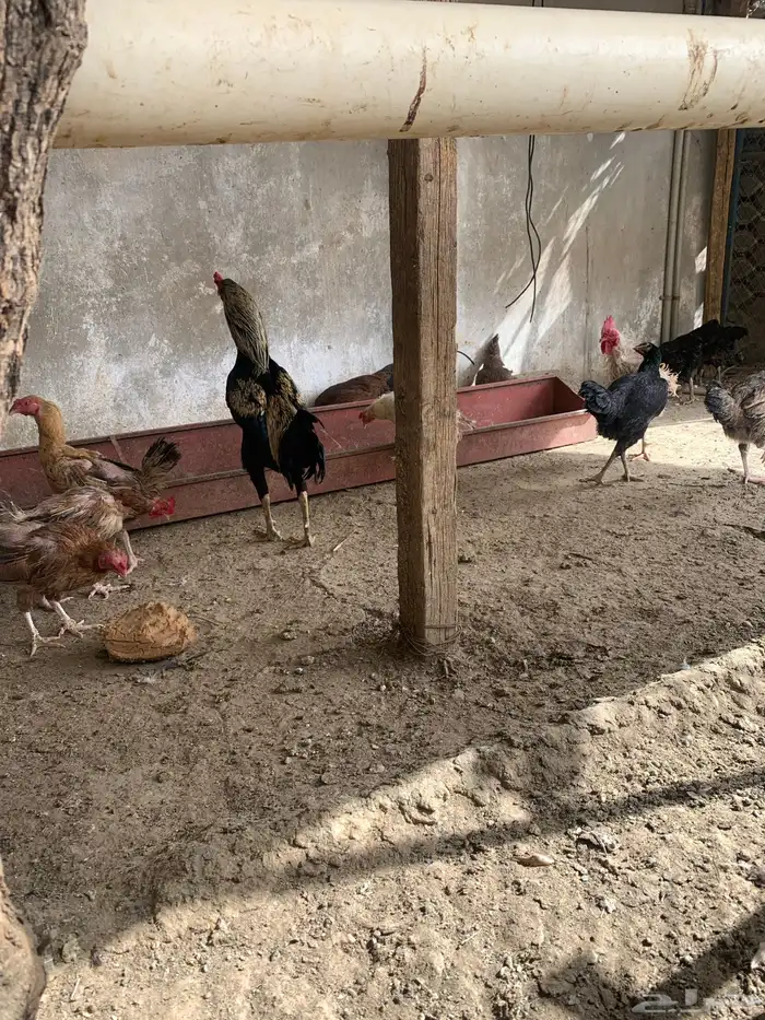 دجاج بلدي وباكستاني 8