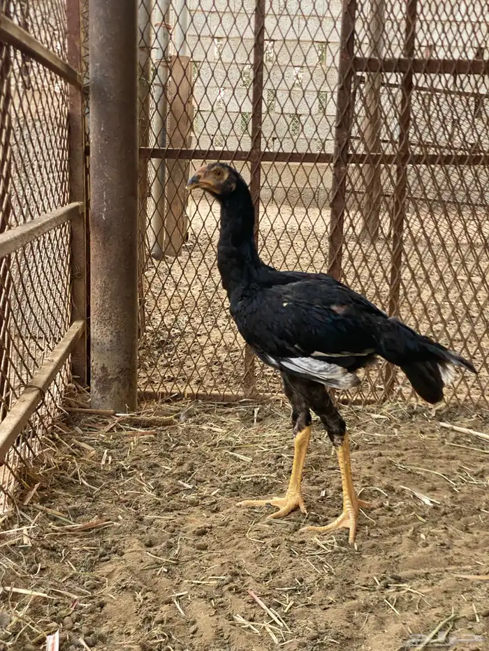 دجاج شامو 4