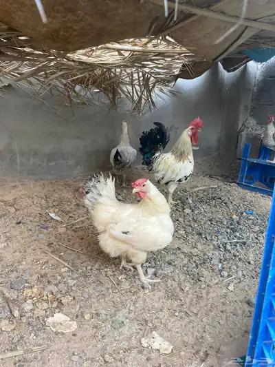دجاج فرنسي 0