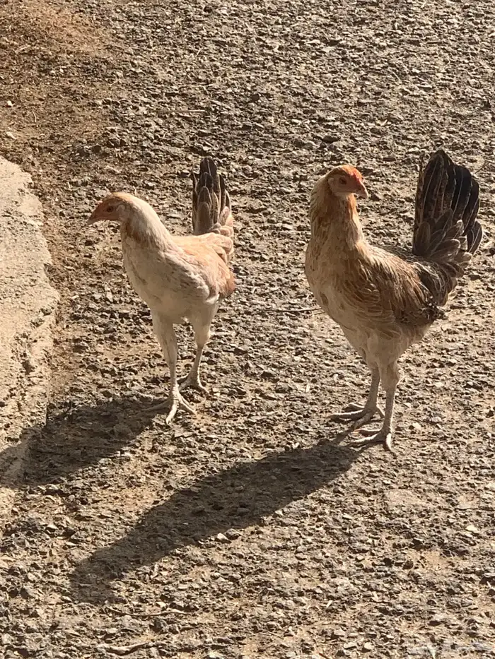 دجاج بلدي وباكستاني 1