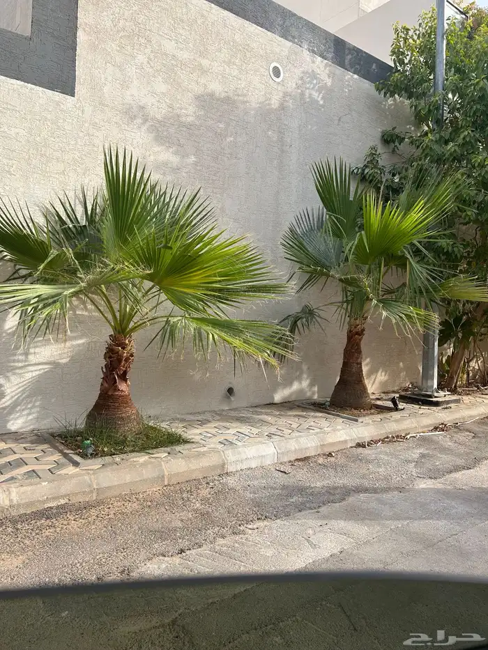نخل زينه 0