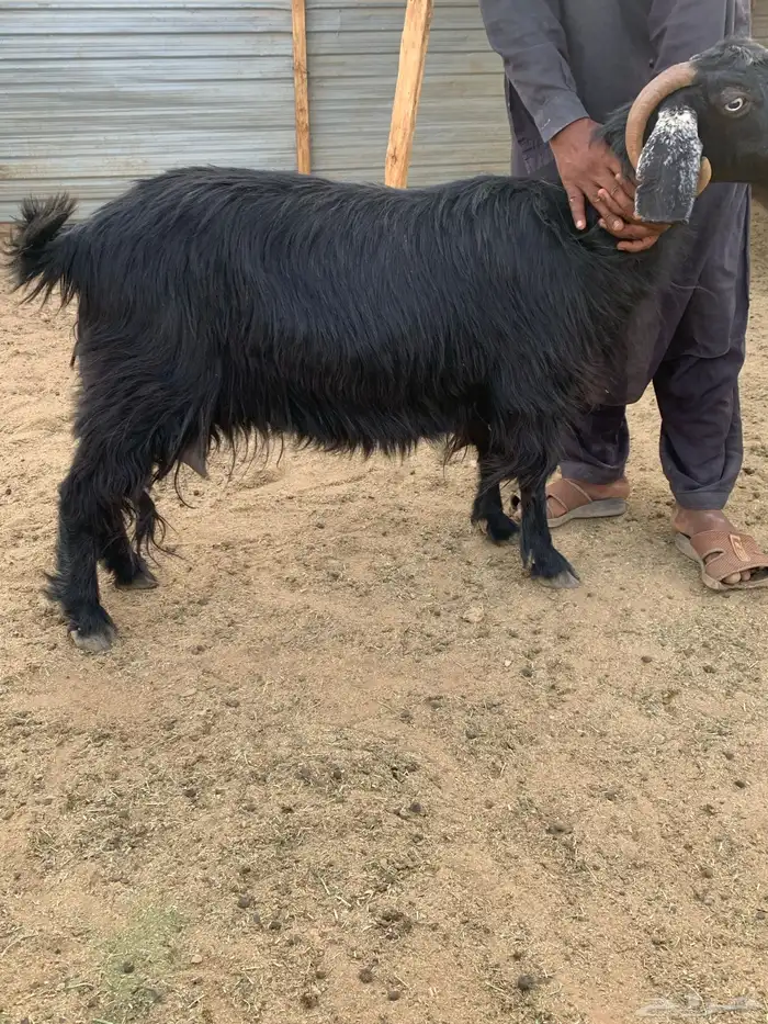 فحل عارضي شرررط 5