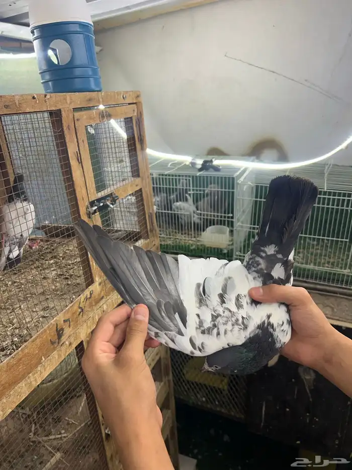 حمام بكستني 3