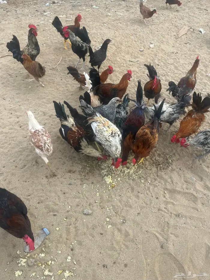 دجاج بلدي 0