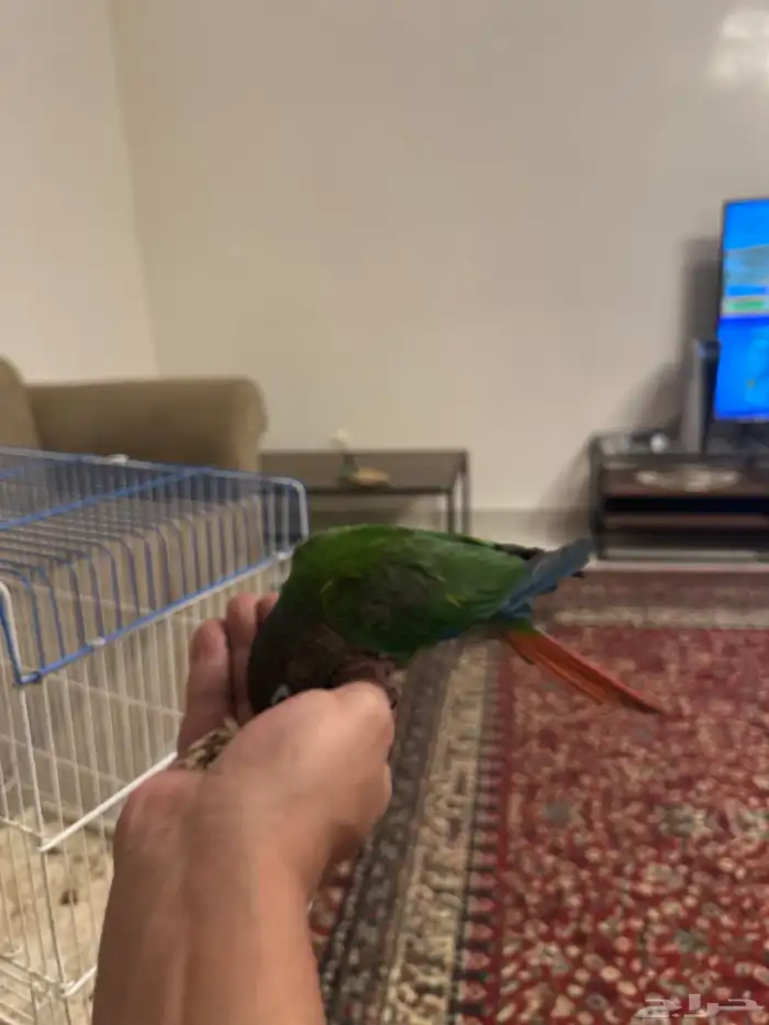 بغبغاء كنوير 1