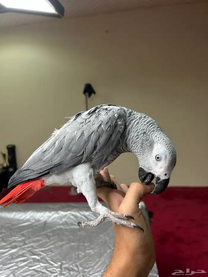 كاسكو اليف وهدد ومتكلم تم البيع 5